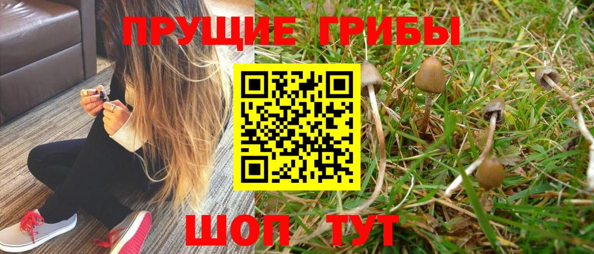Псилоцибиновые грибы Psilocybe  Галлюциногенные грибы GOLDEN TEACHER  Вход с VPN  Волгодонск 
